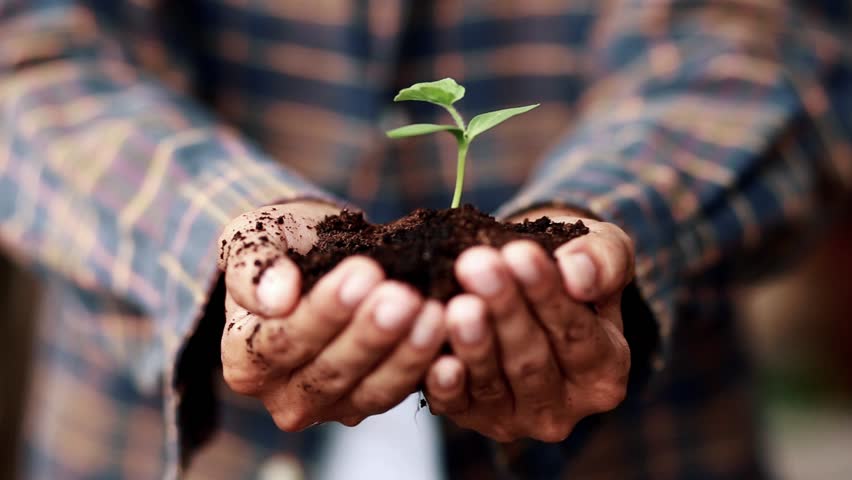 agriculture hands holding young plant and watering Royalty-Free Stock Footage #1012422665