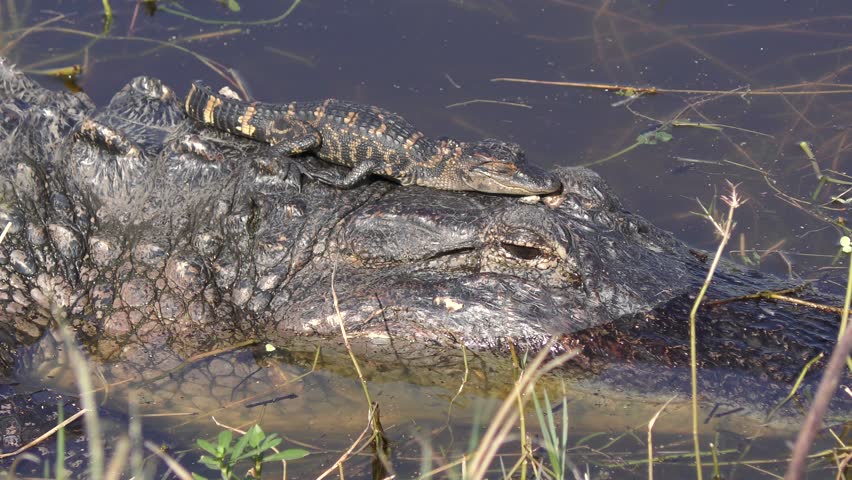 baby alligator sunning on its mother head in Florida lake
