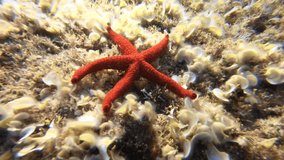 Underwater video of red starfish in tropical caribbean emerald waters