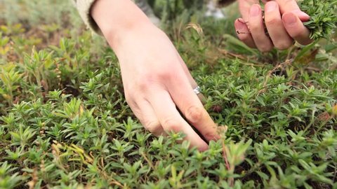 Woman hands picking up fresh green thyme growing in the meadow. Closeup shot. Low angle. Front view.
