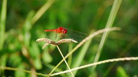 nature footage clip red dragonfly on the grass and movement with wind