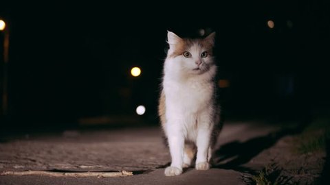 Cute cat sitting on asphalt in the street. Lost favorite pet on the road. Night lights. Outdoors.