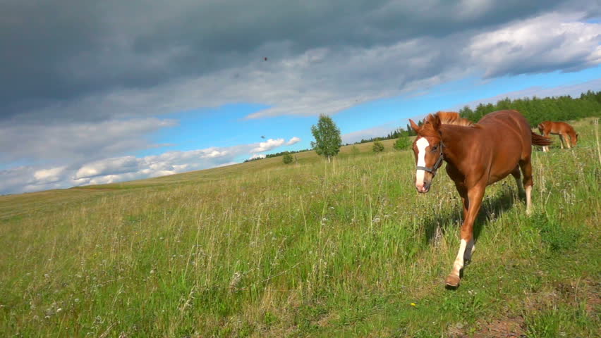 Horses with a foal graze in the field, daytime beautiful landscape, slow motion