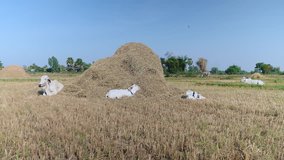 White cow with calves lying down in a field by a pile of hay