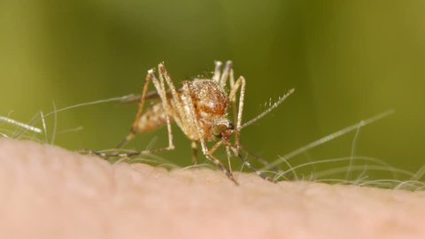 Close-up shot of a mosquito blood sucking on human skin
