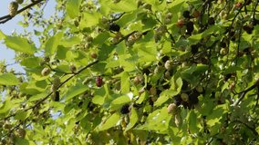 Young fruit on Mullbery (Morus nigra) tree 4K video