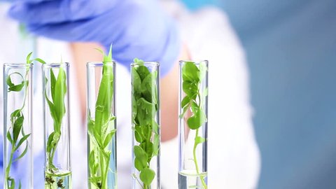 Scientist work with plant in test tubes in laboratory. Close up.