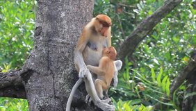 Proboscis Monkeys mother breastfeeding baby