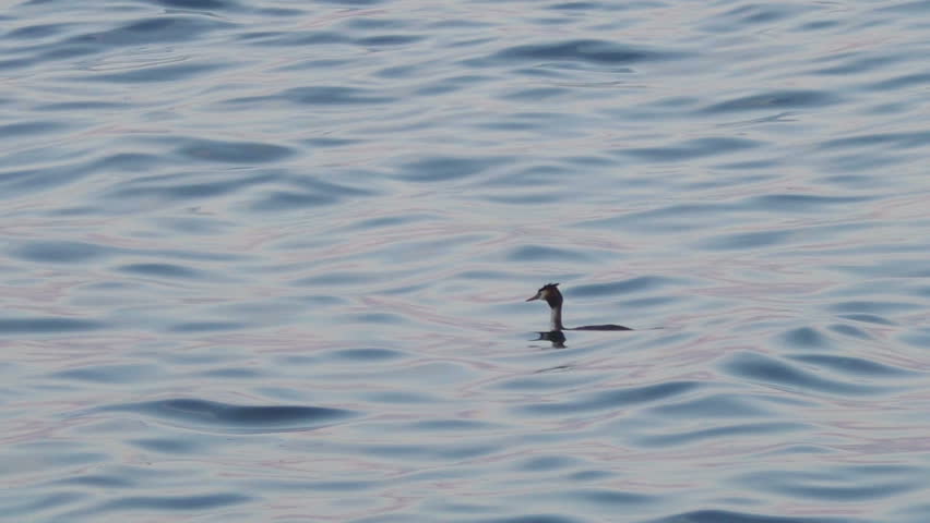 Duck Floating On the Surface Stock Footage Video (100% Royalty-free