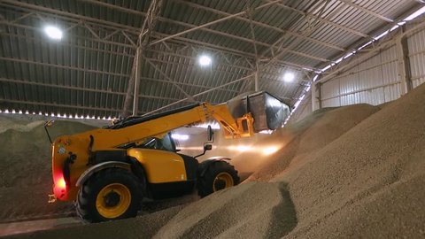 Huge storage facility of agricultural crops. Telescopic handler with ladle working at covered bulk stock. Telehandler with grab processing grain at mill storehouse. Agro logistics concept.