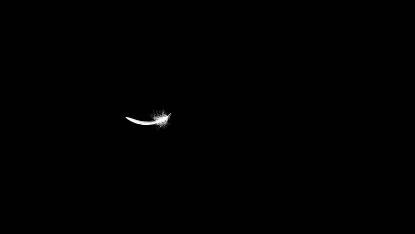 4K. Flying Feather On Black Background. Seamless Looping. 3D Animation. Ultra High Definition. 3840x2160. Royalty-Free Stock Footage #1012442681
