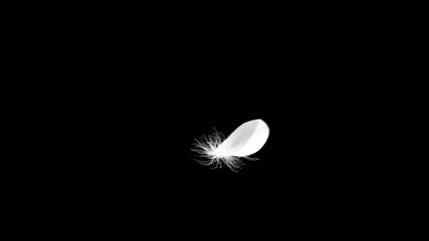 4K. Flying Feather On Black Background. Seamless Looping. 3D Animation. Ultra High Definition. 3840x2160.