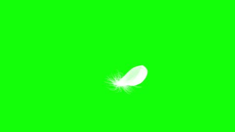 4K. Flying Feather. Green Screen. Seamless Looping. 3D Animation. Ultra High Definition. 3840x2160.
