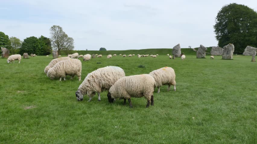 Sheep grazing in the Stone circle at Avebury, a neolithic henge monument and an Unesco World Heritage site, Wiltshire England
