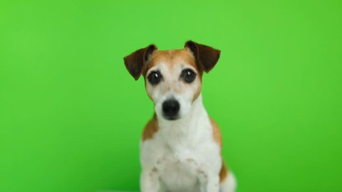 Dog looking to the cam and then leaving. Video footage. Green chroma key background. Lovely white Jack Russell terrier dog