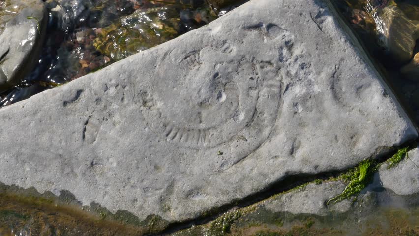 Sea water running along Ammonite fossils at the coast near Kilve Somerset England