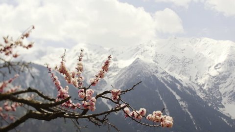 blooming apple garden, scenic motion panoram through blooming trees to snow mountain at background