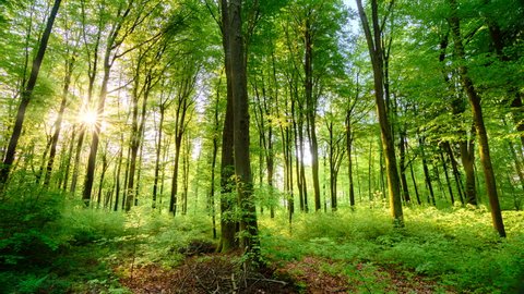 Beautiful sun rays illuminating a beech forest in vivid shades of fresh green, time lapse dolly shot