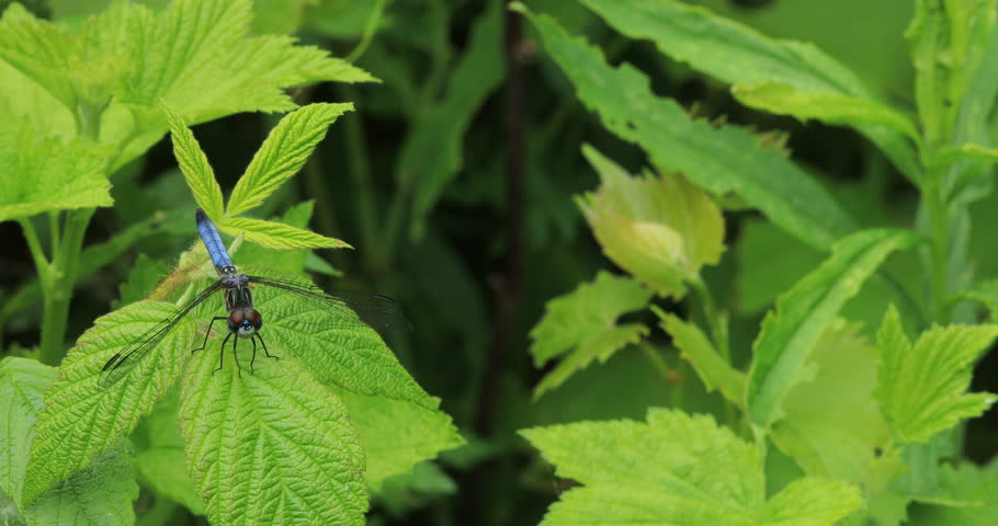 Common Green Darner resting on a leaf 4K