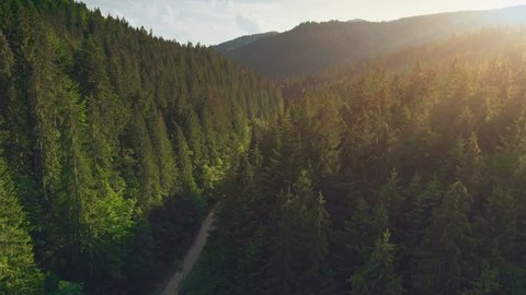Aerial Drone View: Flight over pine tree forest and country road in sunset soft light. Mountain range in background. Nature, travel, holidays. Carpathians, Ukraine, Europe. Camera go up. 4K motion