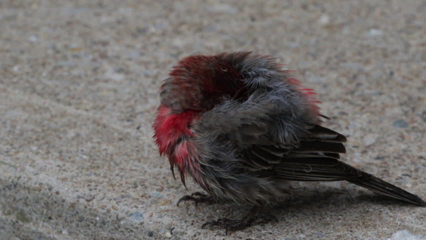 Baby bird cold and isolated shivering in nature. New born red feathered animal taking cover and sleeping in nature. Frightened creature.