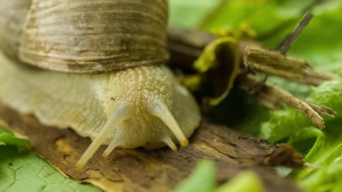 Snail in the garden on piece of wood and leafs. Rotation turntable shot. Close up