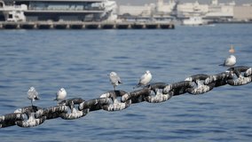 Seagulls resting on the anchor chain of a ship.