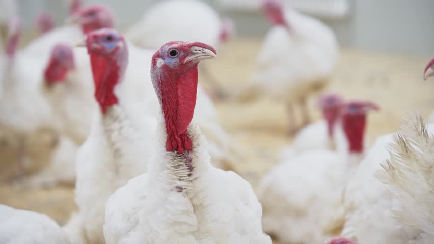 Turkey with white feathers and red small appendage looks at other turkeys in confusion around room at poultry farm | Shutterstock HD Video #1012466915