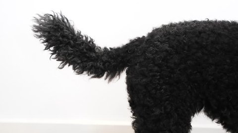 Black dog wags his tail, close up