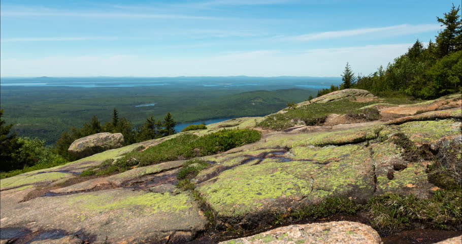 Alpine Flowers on Cadillac Mountain in Acadia National Park, Maine