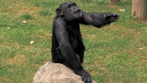 Portrait of young chimpanzee sitting on a rock and scratching himself at zoo