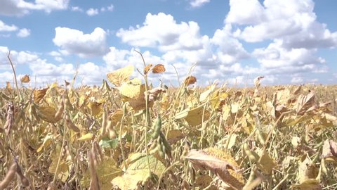 Soybean field. Slow motion video.  Sunny fall day. 