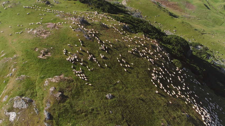 Flock of sheep being herded over the mountains, Translapina pass Royalty-Free Stock Footage #1012472564