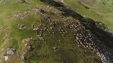 Flock of sheep being herded over the mountains, Translapina pass