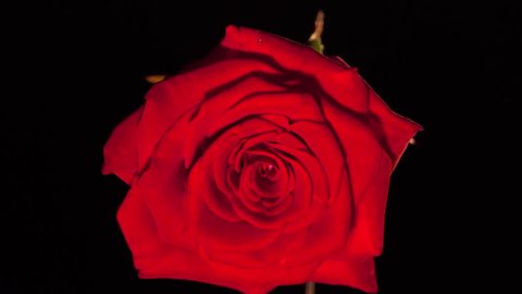Death of a red rose,  time lapse, black background, close up. Use blending mode (screen)
