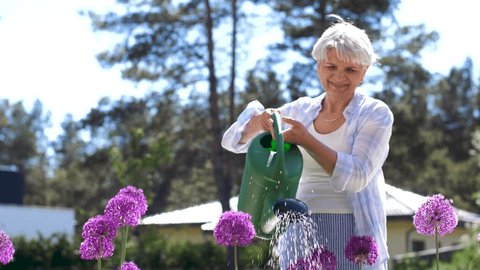 gardening and people concept - happy senior woman watering allium flowers at summer garden