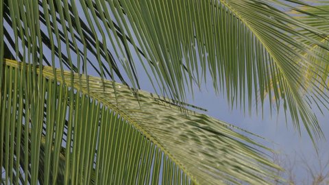 Beautiful Palms in Costa Rica, Native Material, straight out of the cam.