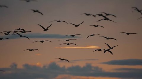 Brown Pelicans Above Ocean At Sunset, Costa Rica. Graded and stabilized 180fps Slow Motion version.