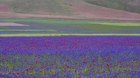 Spring flowering among the crops in the plain of Castelluccio, Italy