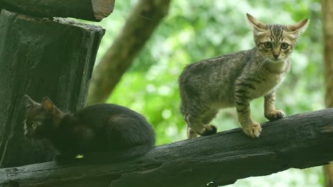 two young kittens are resting and moving around on the log