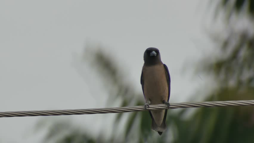 an Ashy woodswallow is resting on the electricity line in the evening