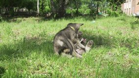 Beautiful amusing puppies of Saarloos wolfhound playing on a green lawn in the park stock footage video