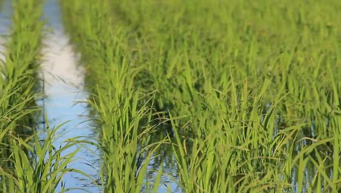 Japan rice field