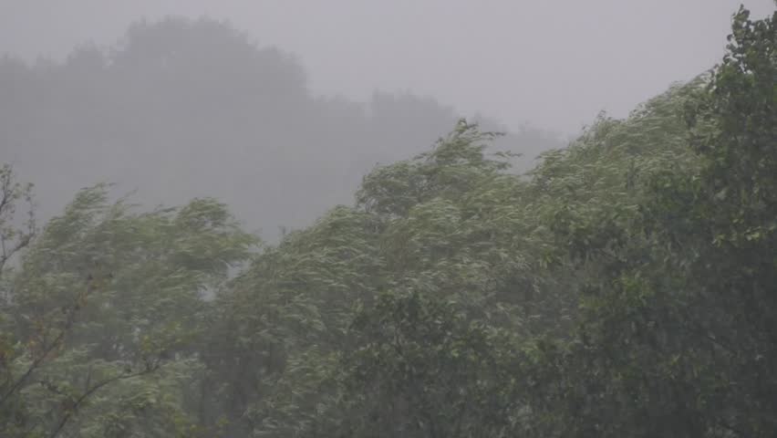 Storm and shower with lightning. Heavy rain with black clouds and wind and a hurricane. The rainy season in the jungle and forest thickets falls on trees.
