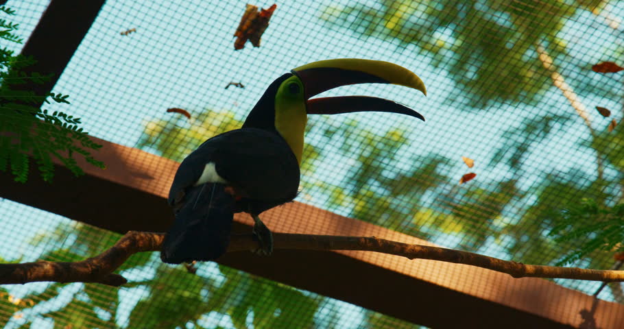 Yellow-Throated Toucan. Costa rica