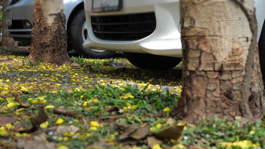 car parking lots in nature