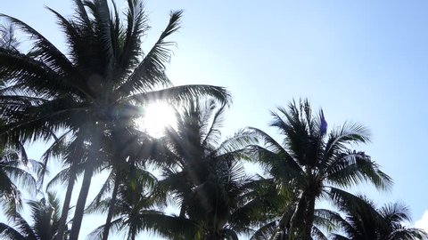 Sun through Coconut Palm Tree.4k