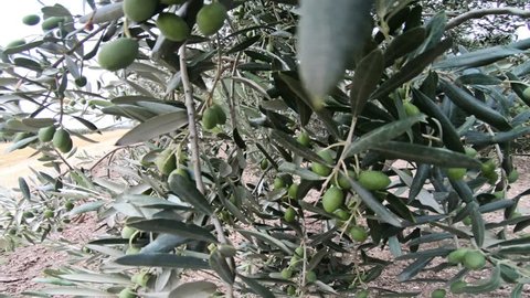Olive branch olive tree oil olive are the most prominent tree of the olive tree growing in the Mediterranean climate. 
It is very important for plant, soil, farmer, eco system.