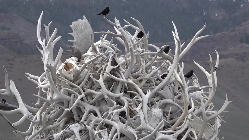 Montana, Mountain of horns of deer in which birds live