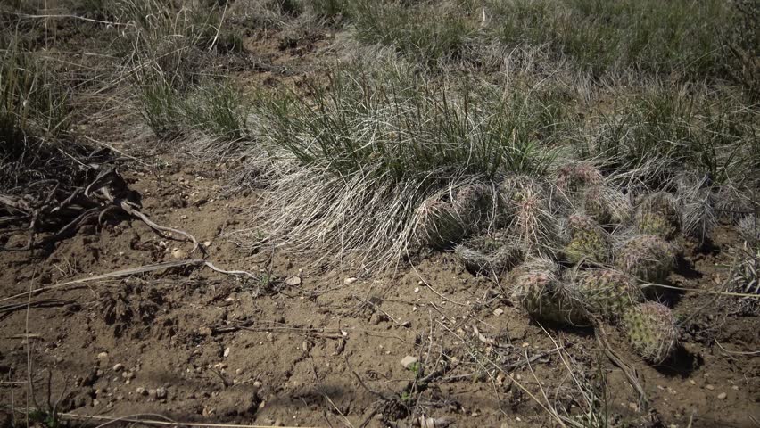 Plants of Montana, USA. Prickly pear cacti in the foothills of the mountains.